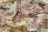 Colorful Petrified Wood (Araucaria) Round - Madagascar #325145-1